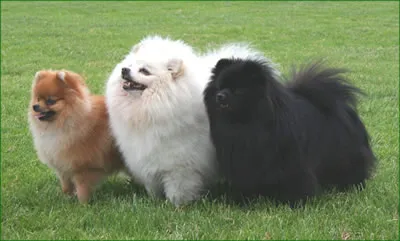 german Spitz