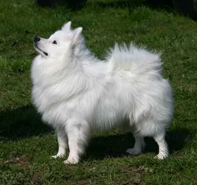 german Spitz