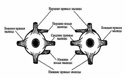 nevrita nervului oculomotor