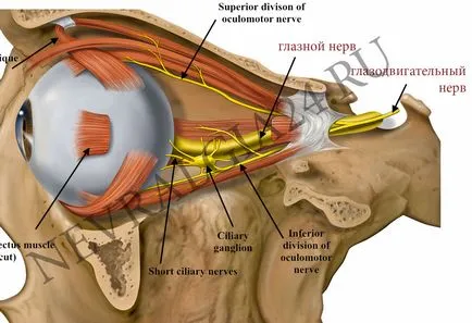 Sistem optic neuropatie