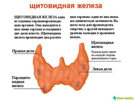 dimensiunea normală a glandei tiroide