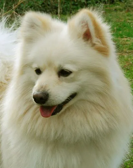 german Spitz