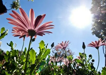 Novobelgiyskaya és New England Aster ültetés és gondozás, reprodukció