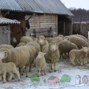 Преглед породи производство на овче месо Gissar, калмик, Dorper и други