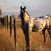 cai Roan Prezentare generală a se potrivi descrierea și fotografiile sale