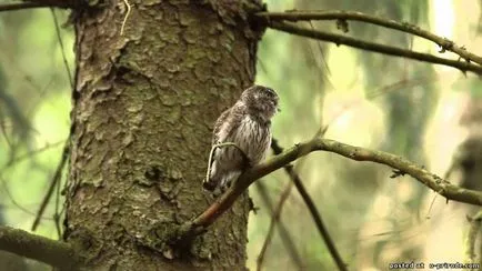 Nagyon kicsi és aranyos bagoly - glaucidium - 12 fotó - kép - képek természetes világ