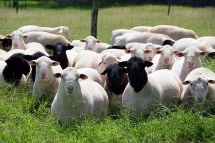 Преглед породи производство на овче месо Gissar, калмик, Dorper и други