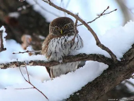 Nagyon kicsi és aranyos bagoly - glaucidium - 12 fotó - kép - képek természetes világ