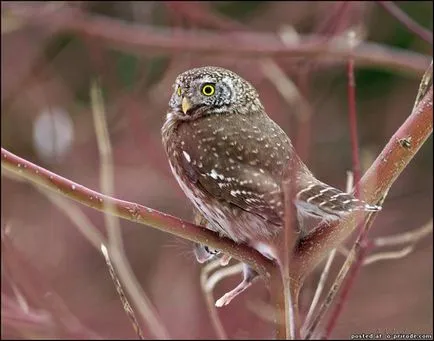 Nagyon kicsi és aranyos bagoly - glaucidium - 12 fotó - kép - képek természetes világ