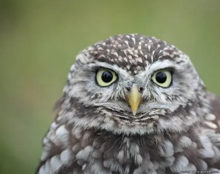 Nagyon kicsi és aranyos bagoly - glaucidium - 12 fotó - kép - képek természetes világ