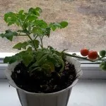 Experiența în creștere „snegirek“ tomate
