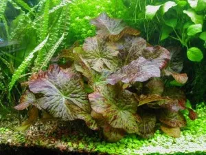 Осъществяване растения аквариум, аквариуми декорация