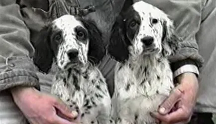 Descriere English Setter câine rasa (Laverack) recenzii, proprietarii și fotografii