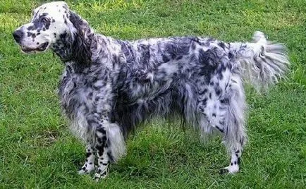 Descriere English Setter câine rasa (Laverack) recenzii, proprietarii și fotografii