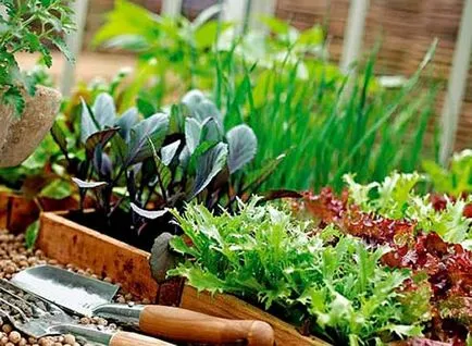 Зеленчукова градина на перваза на прозореца, и как да го отглеждат, как да изберете капацитет, мечтата на къща