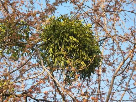 Vascul - un bine-cunoscut și util parazit - 10 fotografii - poze - fotografii lumii naturale