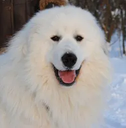 Fajta pireneusi hegyi kutya - donik stílus kennel