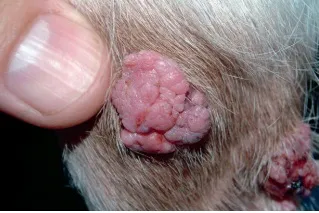 Tumorile glandelor sebacee de pisici și câini, veterinar