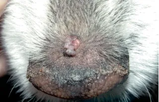 Tumorile glandelor sebacee de pisici și câini, veterinar