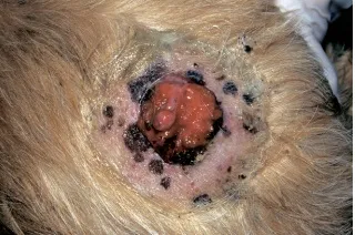 Tumorile glandelor sebacee de pisici și câini, veterinar