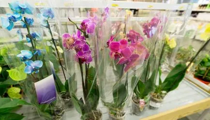 грижа Orchid у дома след покупката