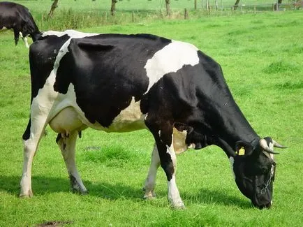 Caracteristici de vaci de îngrășare, terenuri de grădină
