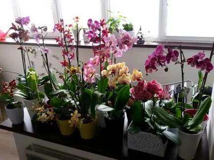 грижа Orchid у дома след покупката