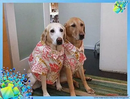 Az eredeti ing a kutya - minták és utasítások készítéséhez kutyám