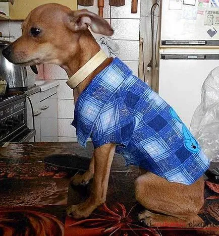 Az eredeti ing a kutya - minták és utasítások készítéséhez kutyám