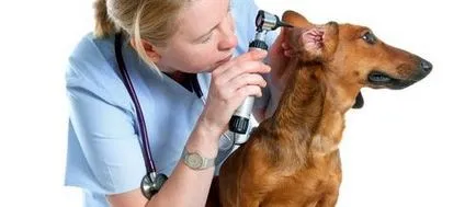 Отит при кучета причинява симптомите, лечението