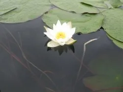 Lacul Shchuchye la satul Chernousovo