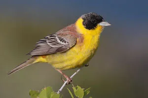 Fulgi de ovăz aspectul exterior comun și păsările fotografie, habitat și de nutriție, în special