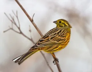 Fulgi de ovăz aspectul exterior comun și păsările fotografie, habitat și de nutriție, în special