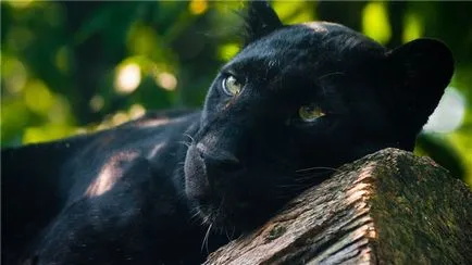 Panther - a szeretet macskák