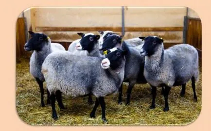 Овце и овце Романов порода характеристики, производителност