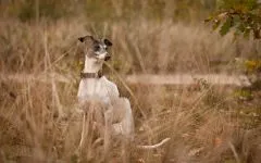 îngrijire Pechinez Pechinez și igienă fotografie, toaletare pechinez, uscare spălare pieptănare pechinez,