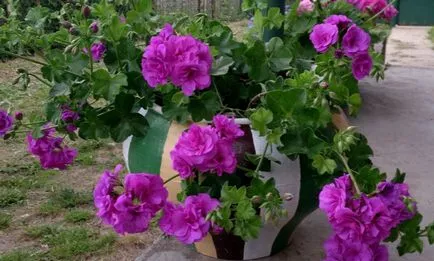 Pelargonium (muskátli) otthoni gondozást, termesztés, szaporítás, ültetés, palántázás