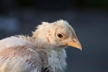 Peroed csirkében kezelt népi jogorvoslati