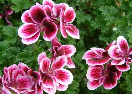 Pelargonium (muskátli) otthoni gondozást, termesztés, szaporítás, ültetés, palántázás