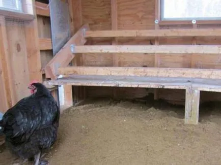 Peroed csirkében kezelt népi jogorvoslati