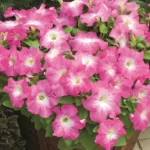 Petunia grandiflora