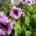 Petunia grandiflora