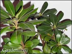 Pittosporum, sau pittosporum Taubira