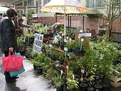 grădini Nursery pentru România, Urali, Siberia, răsaduri, semințe, cataloage - Gradina Siberia