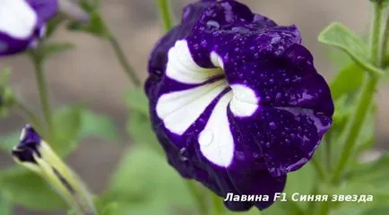 Petunia pe Fortuna