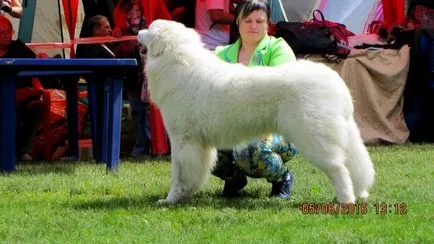 Yakogor Kennel - развъдник yakogor