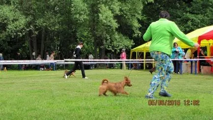 Yakogor Kennel - развъдник yakogor