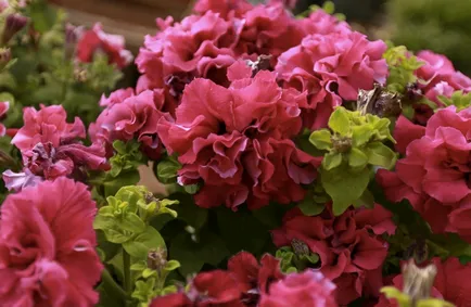 Petunia grandiflora