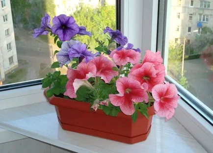 Petunia grandiflora