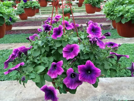 Petunia grandiflora